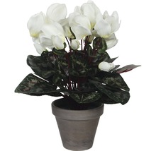 Cyclamen en pot