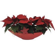 Weihnachtsstern mit Stern in einer Schale