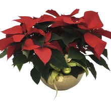 Weihnachtsstern in einer Schale mit Dekoration