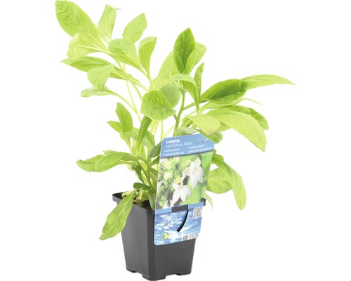 Lobelia Alba plante aquatique en pot