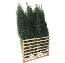 Plusieurs thuyas dans un conteneur à palettes en bois.