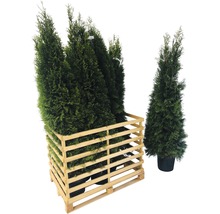 Lebensbaum FloraSelf® Thuja occidentalis Smaragd 150175 cm HORNBACH