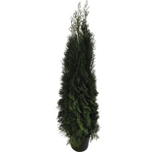 Thuya vert en pot