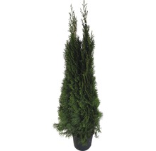 Cyprès colonnaire en pot pour le jardin