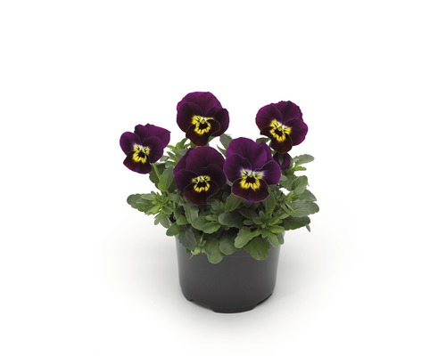 Violette cornue 'viola cornuta' bleue pot de 9 cm