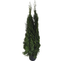 Thuya comme plante de jardin en pot