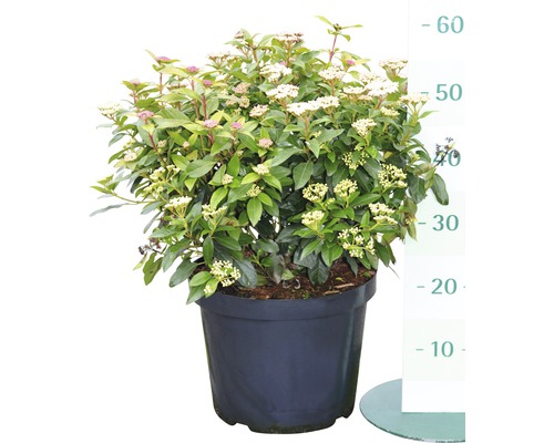 Immergrüner Schneeball in einem Topf, eine Zierpflanze für den Garten