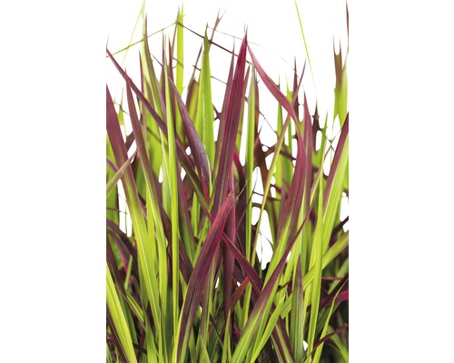 Impérate cylindrique FloraSelf Imperata cylindrica var.koenig.'Red Baron' h 5-15 cm p 14 cm