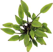 Cryptocoryne 5 cm, vert