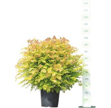 Gold-Schleier-Rose in einem Topf mit Größenangabe
