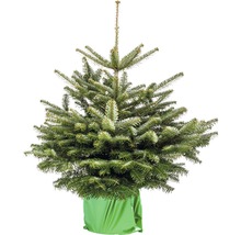Sapin de Nordmann en pot avec housse en tissu vert