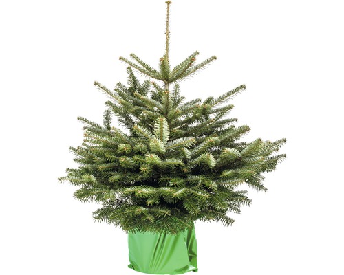 Nordmanntanne H 80-100 cm getopfter Weihnachtsbaum Nordmanntanne H 80-100 cm getopfter Weihnachtsbaum