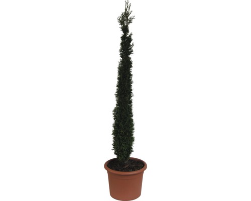 Smaragd-Lebensbaum Toskana, 125 - 150 cm
