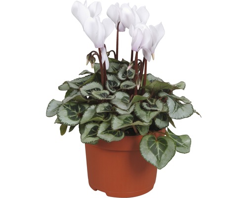 Violette alpine FloraSelf® 'Silberblatt' blanc pot de 10