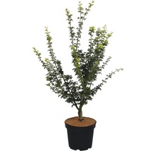 Érable japonais en pot