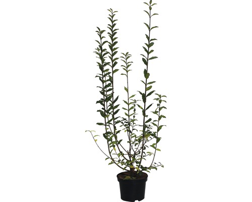 Zaunriegel FloraSelf 60-80 cm