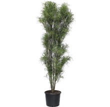 Podocarpus Zimmerpflanze im Topf
