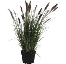 Grasbusch in einem Topf