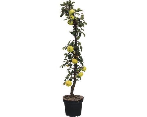 Säulenapfelbaum Goldlane FloraSelf 80-100 cm
