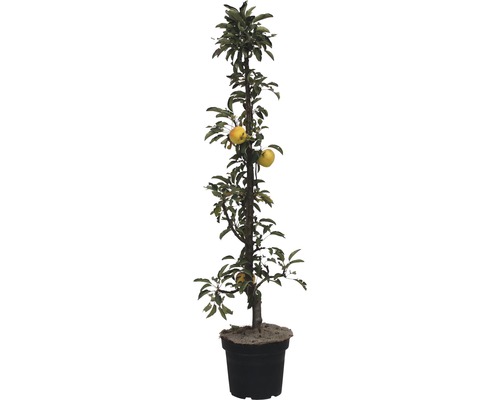 Säulenapfelbaum Lambada FloraSelf 80-100 cm