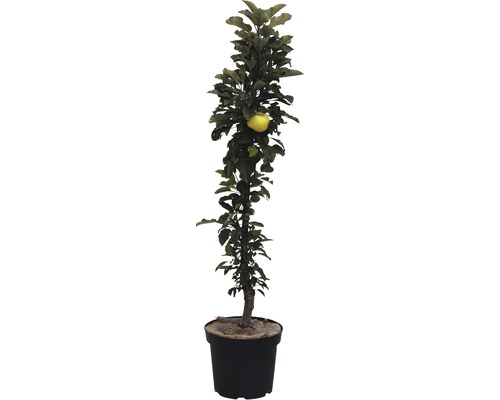 Säulenapfelbaum Rumba FloraSelf 80-100 cm