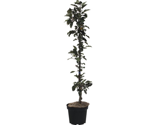 Säulenapfelbaum Rondo FloraSelf 80-100 cm