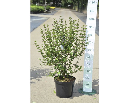 Zierstrauch im Topf mit Messskala zur Größenanzeige