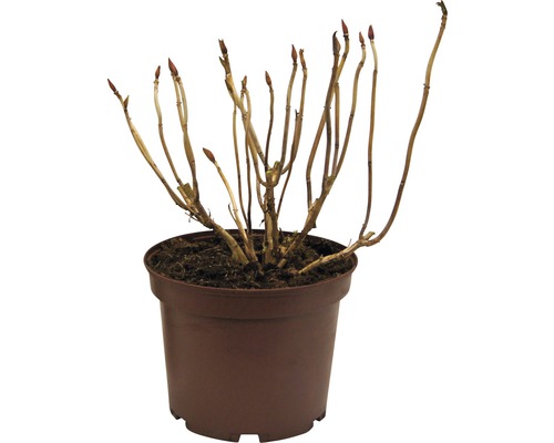 Hortensien Hydrangea macrophylla sortiert 30-40 cm