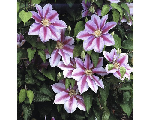 Clématite à grosses fleurs FloraSelf Clematis Hybride' Nelly Moser' H 50-70 cm Co 2,3 L