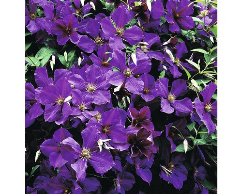 Nahaufnahme von blühenden, violetten Waldreben.