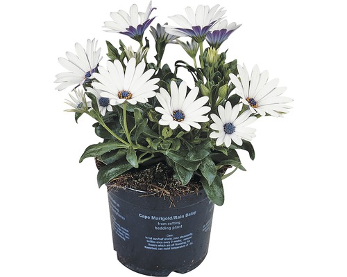 Kapmagerite FloraSelf® Osteospermum ecklonis Ø 11 cm Kapmagerite FloraSelf® Osteospermum ecklonis Ø 11 cm