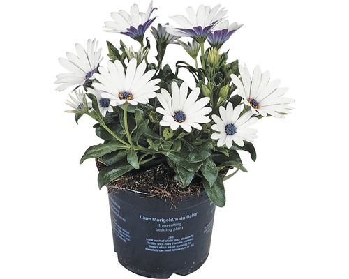 Kapmagerite FloraSelf® Osteospermum ecklonis Ø 11 cm