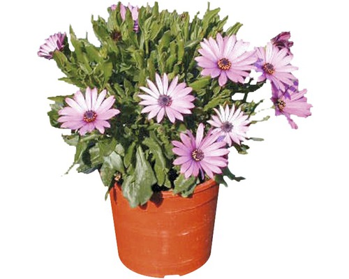 Touffe de marguerites en pot