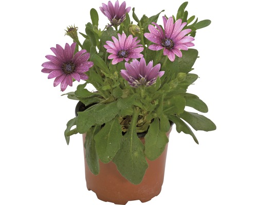 Plante d''Osteospermum en pot avec des fleurs violettes