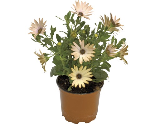 Osteospermum en pot