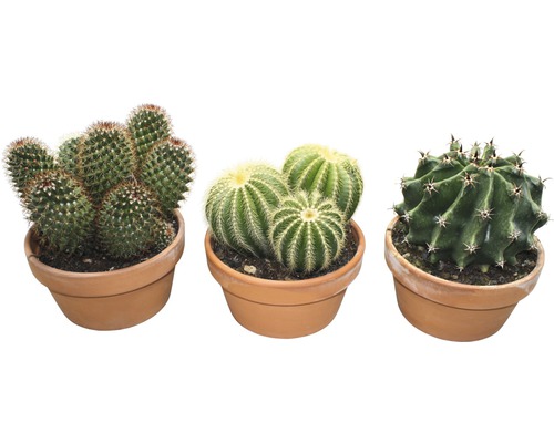 Mélange de cactus boule FloraSelf pot Ø 17 cm terracotta sélection aléatoire de variétés