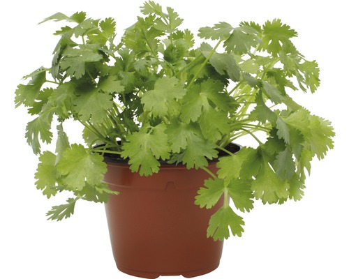 Bio-Petersilie einfach FloraSelf 13er Topf Bio-Petersilie einfach FloraSelf 13er Topf