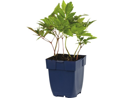 Plante en pot
