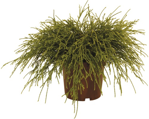 Cyprès de Sawara FloraSelf Chamaecyparis pisifera 'Sungold' H 15-20 cm Co 2 L Cypres dans un pot de fleurs
