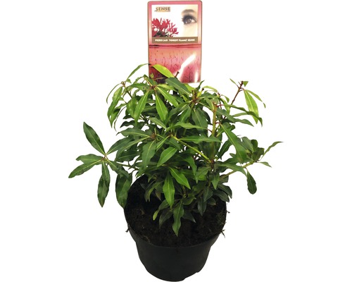 Japanische Lavendelheide FloraSelf Pieris japonica 'Forest Flame' H 25-30 cm Co 2 L