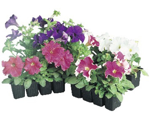 Petunien FloraSelf Petunia 10er Set farblich sortiert