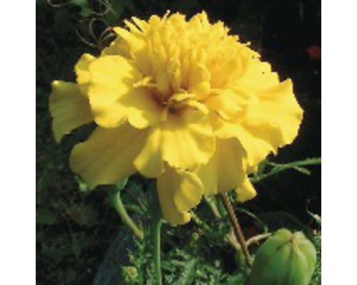 Studentenblume FloraSelf® Tagetes patula 'Nana' Ø 9 cm