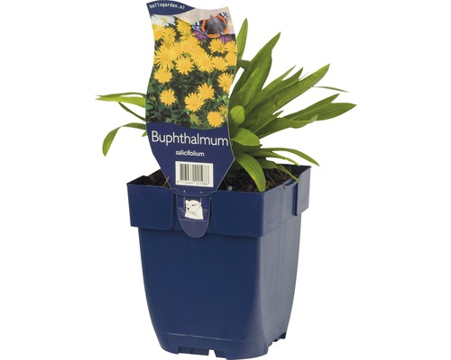 Buphtalme à feuilles de saule FloraSelf Buphthalmum salicifolium h 5-20 cm Co 0,5 l