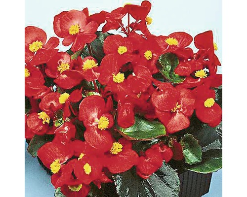 Eisbegonie FloraSelf® Begonia semperflorens Ø 9 cm Eisbegonie FloraSelf® Begonia semperflorens Ø 9 cm