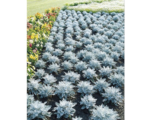 Silberblatt Cineraria FloraSelf® 9er Topf silber Silberblatt Cineraria FloraSelf® 9er Topf silber