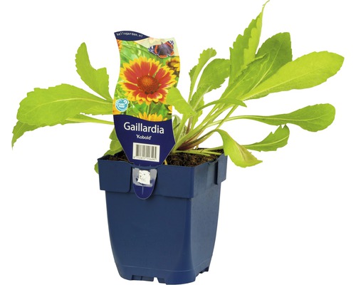 Gaillarde Kobold en pot