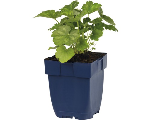 Géranium en pot