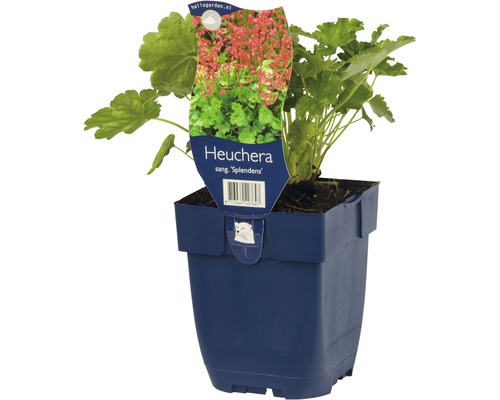 Purpurglöckchen FloraSelf Heuchera sanguinea 'Splendens' H 5-25 cm Co 0,5 L Heuchera im Topf