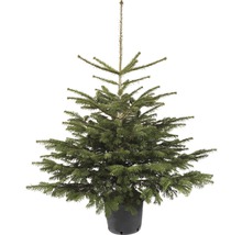Sapin de Nordmann en pot