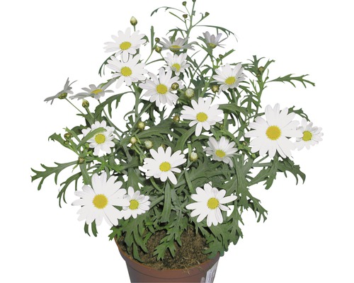 Strauchmargerite Chrysanthemum frutescens weiß Ø 11 cm